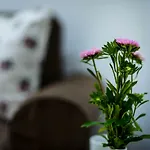 Leona Apartment